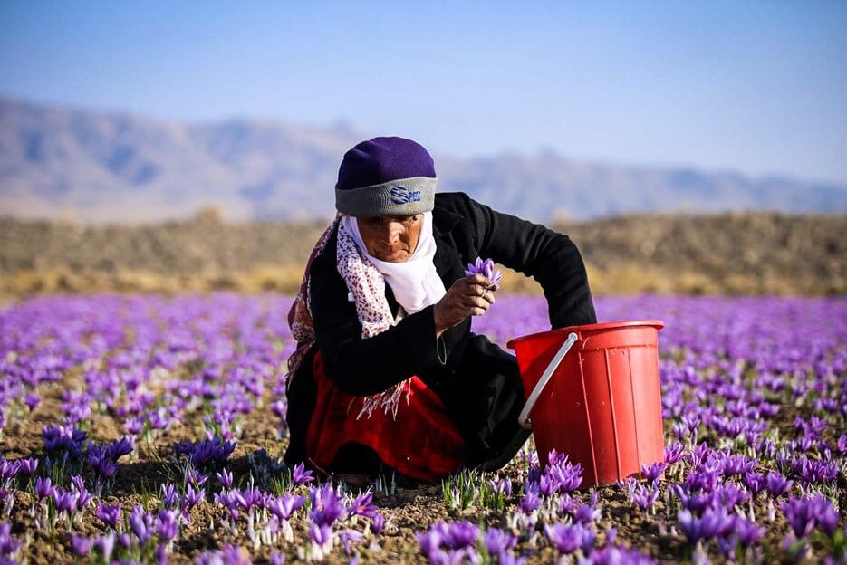 iran trading - trade with iran- zaffron3 - iran saffron