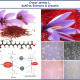 Crocetin and Crocin From Saffron in Cancer Chemotherapy and Chemoprevention