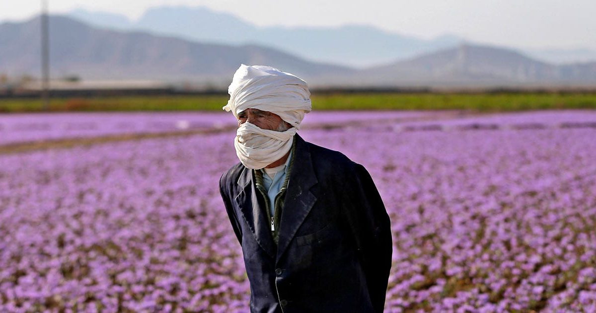 How saffron can be effective