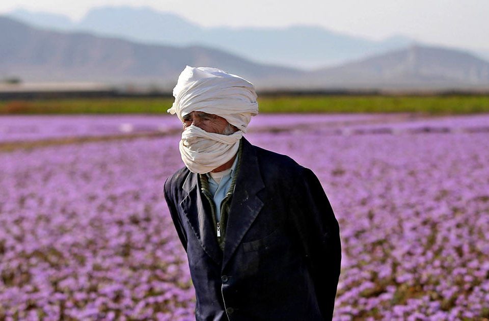 How saffron can be effective