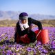 Iranian Saffron