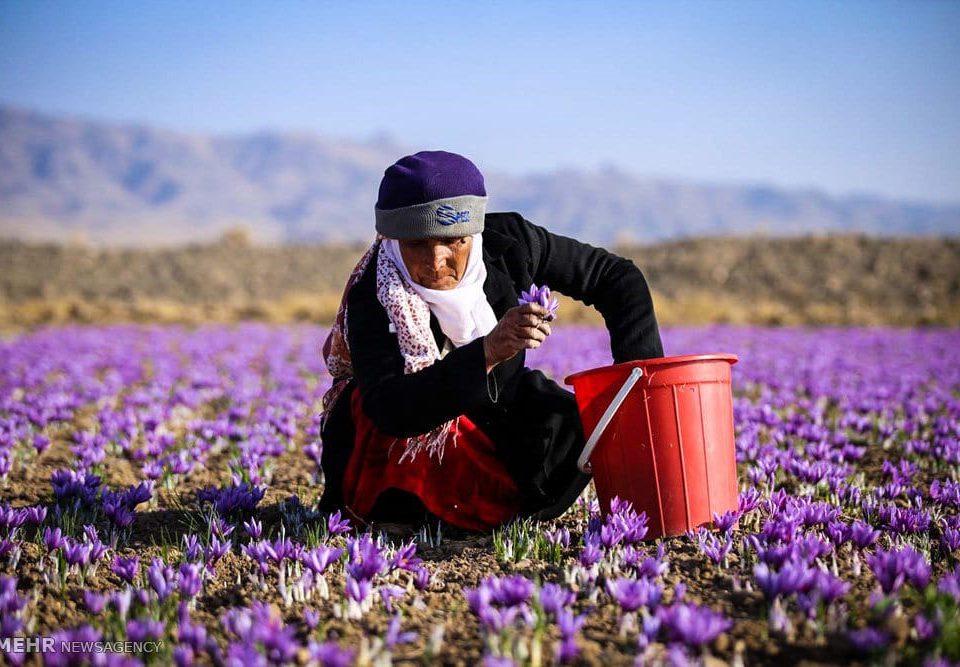 Iranian Saffron